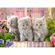 Puzzle 300 el. Three Grey Kittens - Trzy małe szare kotki