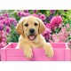 Puzzle 300 el. Labrador Puppy in Pink Box - Labrador w różowym pudełku