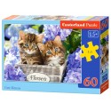 Puzzle 60 el. Cute Kittens - Urocze kotki