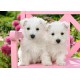 Puzzle 120 el. White Terrier Puppies - Szczeniaki Westów