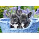 Puzzle 1000 el. French Bulldog Puppies - Szczeniaki Bulldogów Francuskich